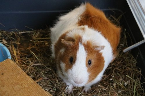 cavy  animal  domestic animal