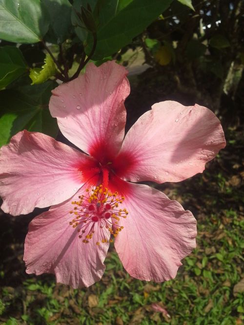 cayenne flower red