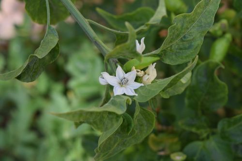 cayenne pepper flower capsicum annuum