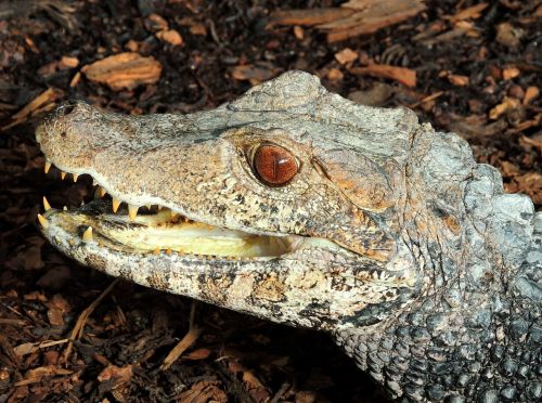 cayman alligator reptile