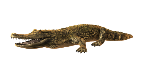 cayman crocodile alligator