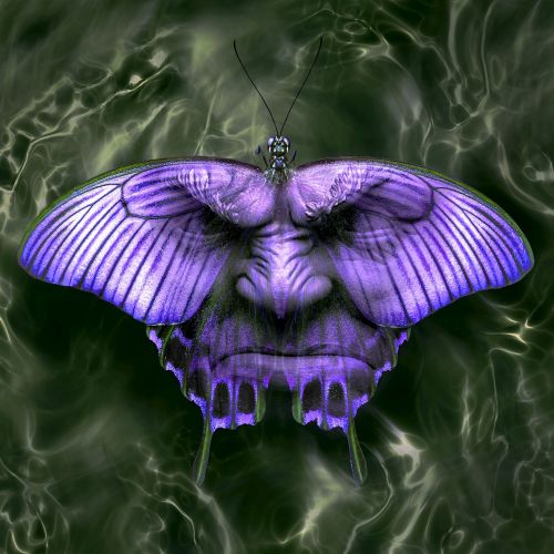 cd cover fantasy butterfly
