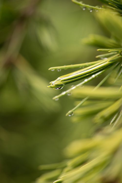 cedar needles leaves