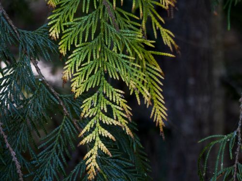 cedar leaves close-up