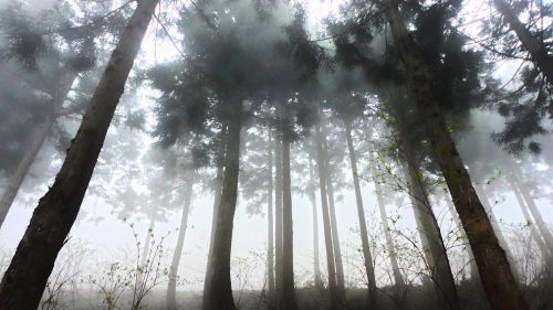 cedar forest fog
