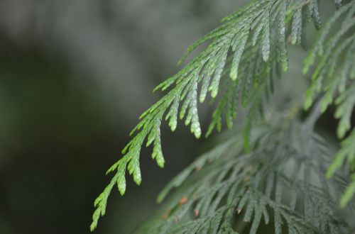 cedar forest nature