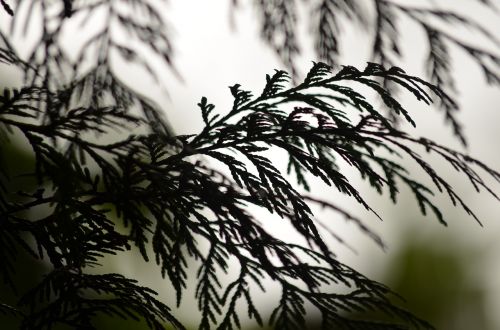 cedar silhouette tree