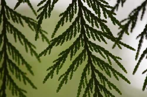 cedar leaf leaves