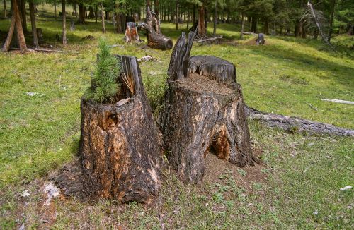 cedar texture branch