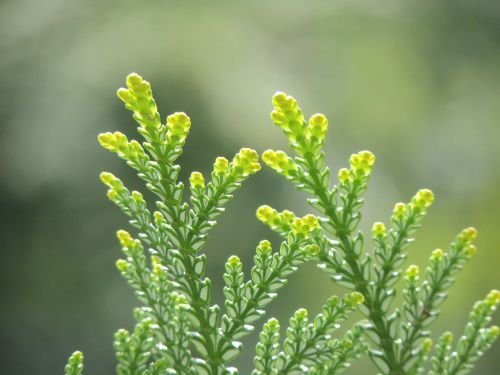 cedar leaves plant