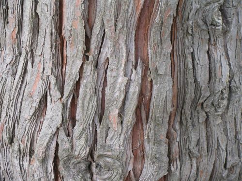 cedar tree bark