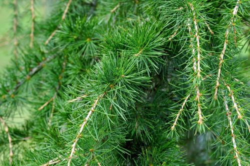 cedar cedar branch branch