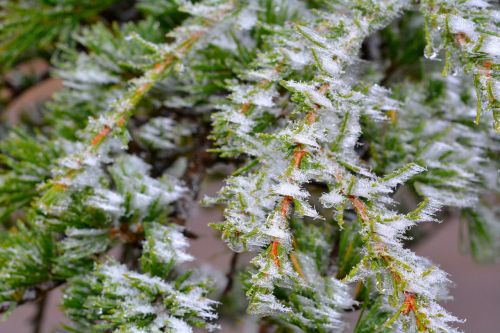 cedar hoarfrost ice