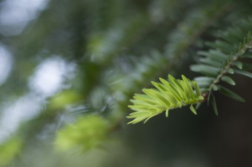 cedar leaves life