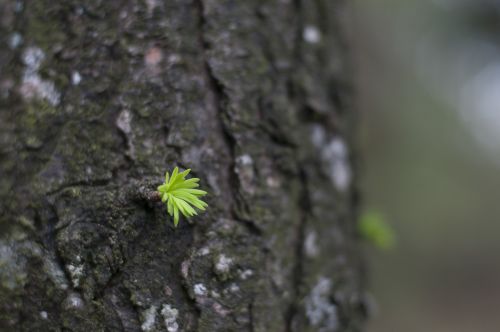 cedar buds trunk