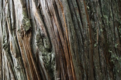 cedar tree trunk wood