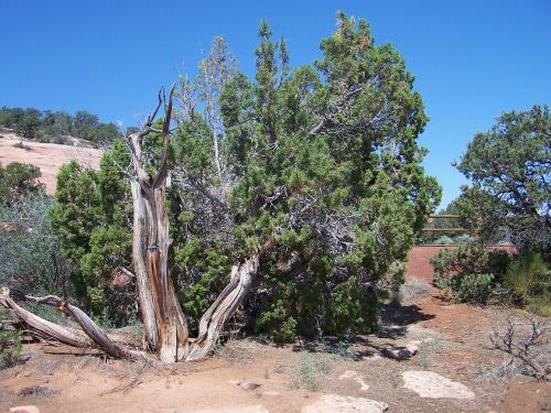 cedar tree colorado national monument desert