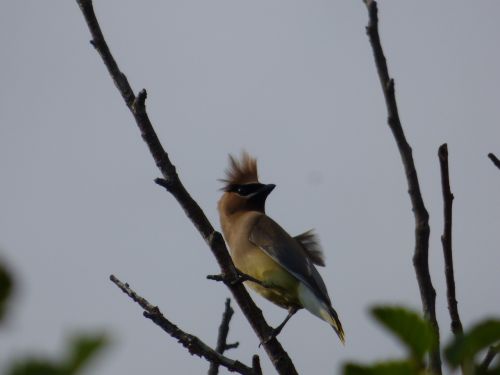 cedar waxwing wild hair bird