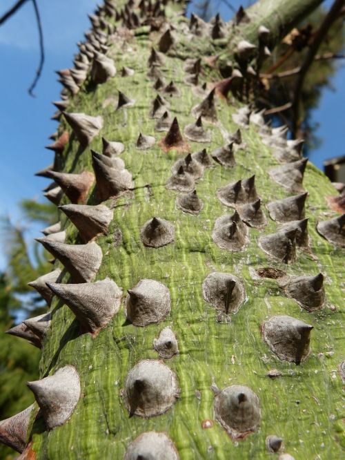 ceiba speciosa barbed tree spur