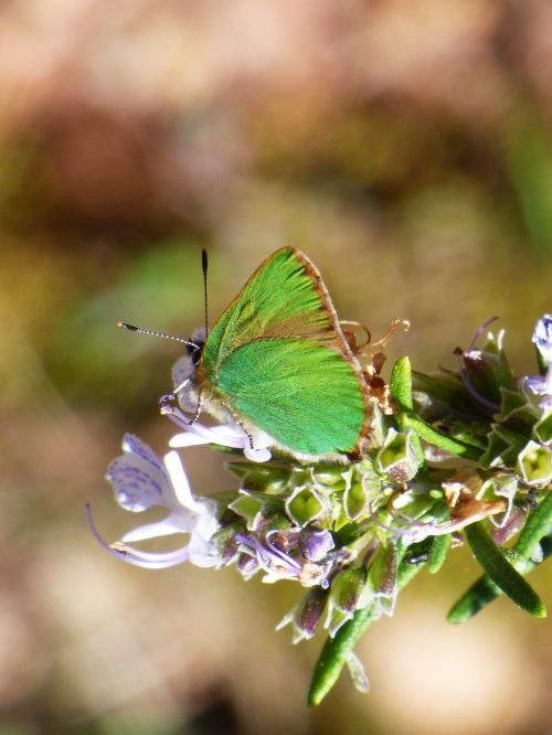 cejialba callophrys rubi butterfly
