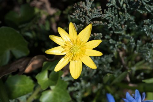 celandine flower yellow spring flower