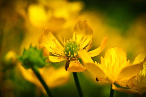 celandine flower yellow