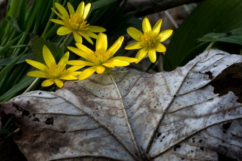 celandine flowers yellow