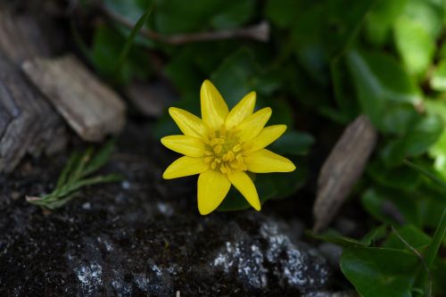 celandine plant flower