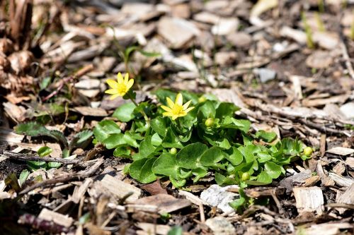 celandine yellow yellow flower