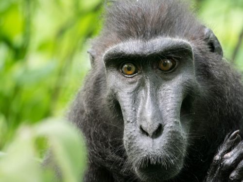 celebes crested macaque monkey tangkoko reserve