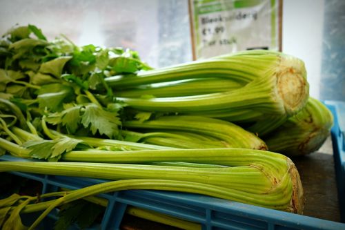 celery shrub celery vegetable