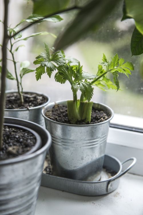 celery plant fresh