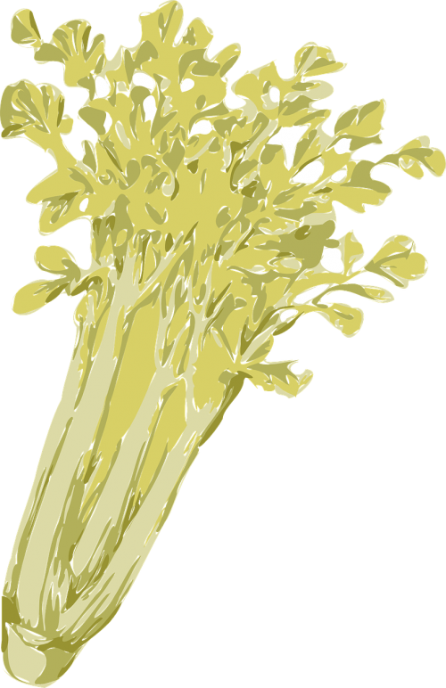 celery vegetables green
