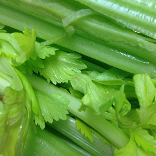 celery vegetable healthy