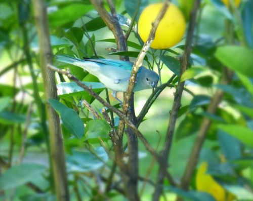 celestino bird light-blue