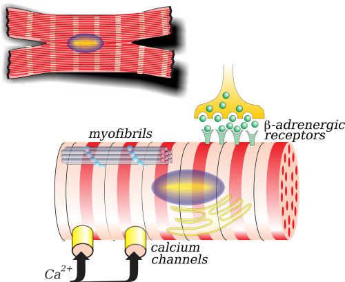 cell receptors nerve tissue