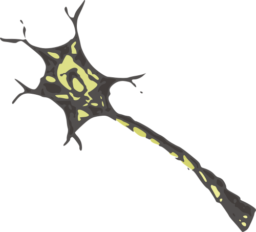 cell neuron nerve
