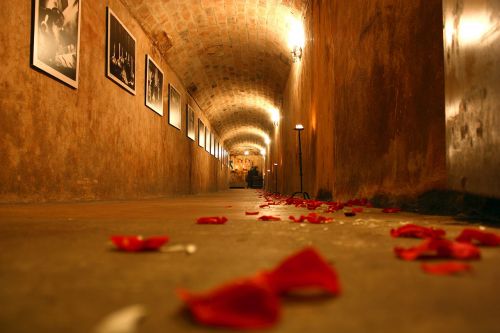 cellar tunnel rose