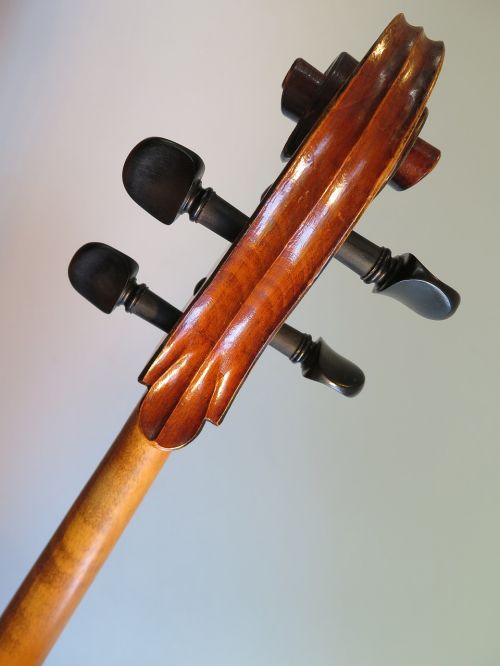 cello musical instrument stringed instrument