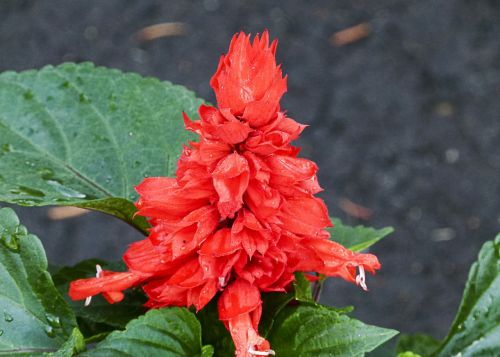celosia red flower