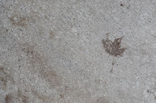 cement leaf nature