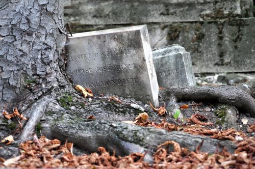 cemetery tree falls