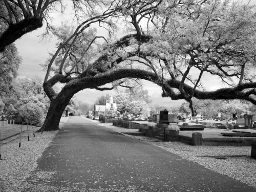 cemetery magnolia cemetery mobile