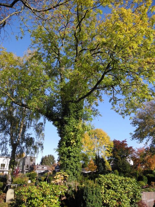 cemetery trees graves