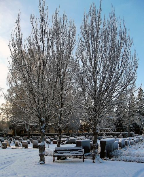 cemetery bench tree