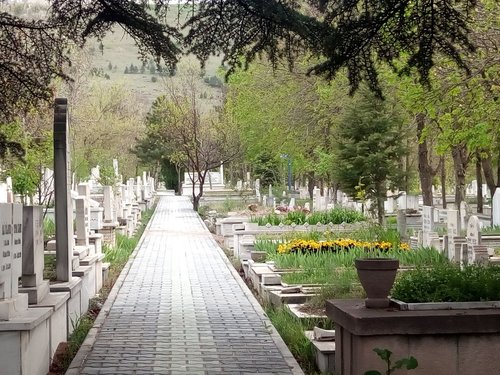 cemetery  tree  garden