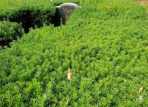 cemetery  tombstone  hedge