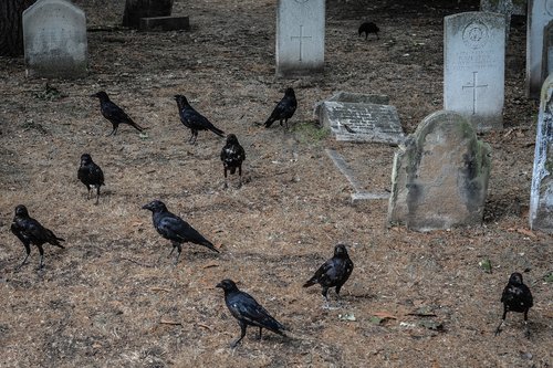 cemetery  london  brompton