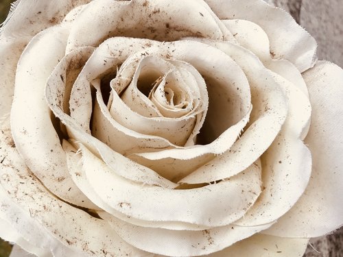 cemetery  plastic  rose