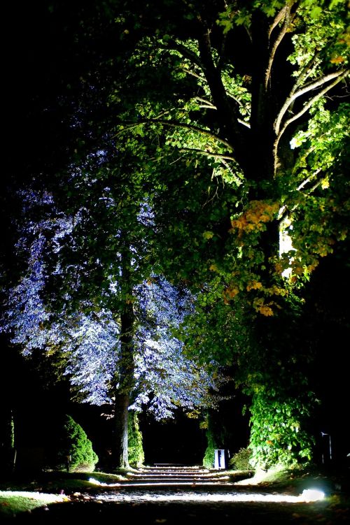 cemetery tree night